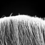 mikroskopický snímek vlasového folikulu biologie růst vlasů