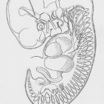 lidská anatomie slepé střevo evoluce biologie