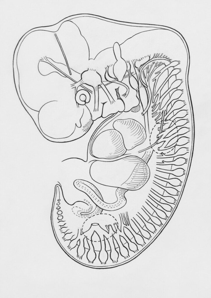 lidská anatomie slepé střevo evoluce biologie