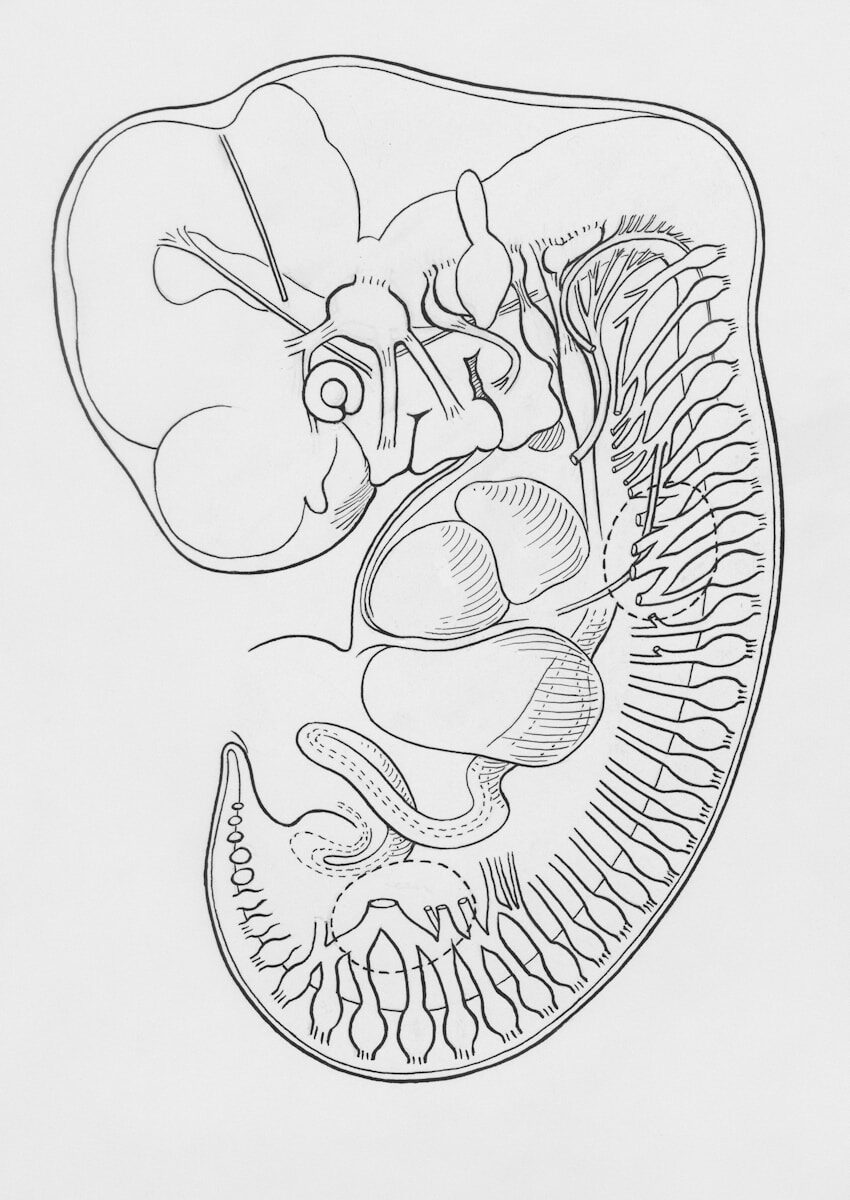 lidská anatomie slepé střevo evoluce biologie